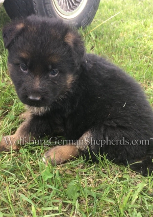 AKC registered German Shepherd puppy for sale in Michigan