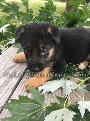 German Shepherd female puppy for sale in Michigan