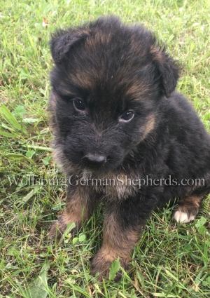 German Shepherd male pup in Michigan for sale