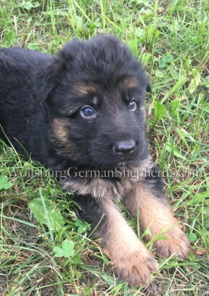 Female German Shepherd pup for sale in Michigan