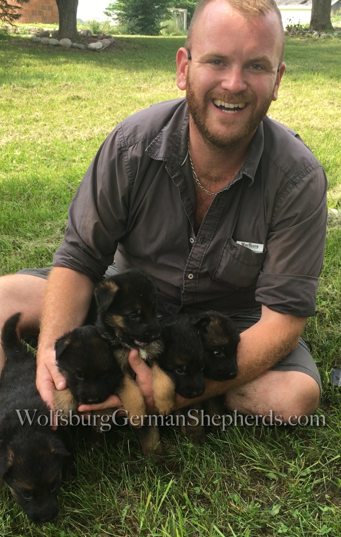 Michigan German Shepherd puppies for sale