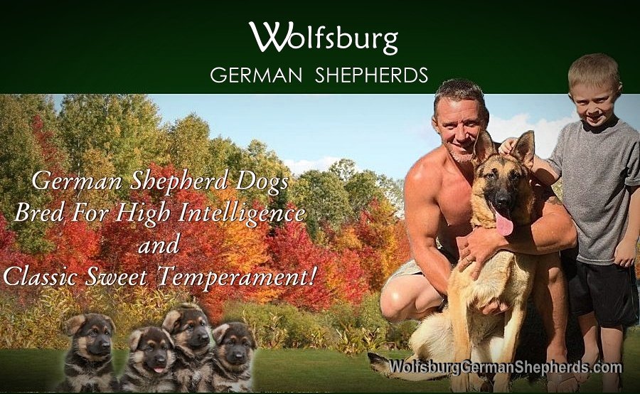 Wolfsburg German Shepherds