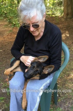 German Shepherd Puppies, Michigan